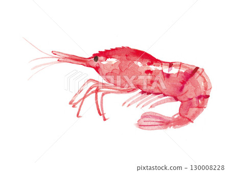 Shrimp watercolor illustration 130008228
