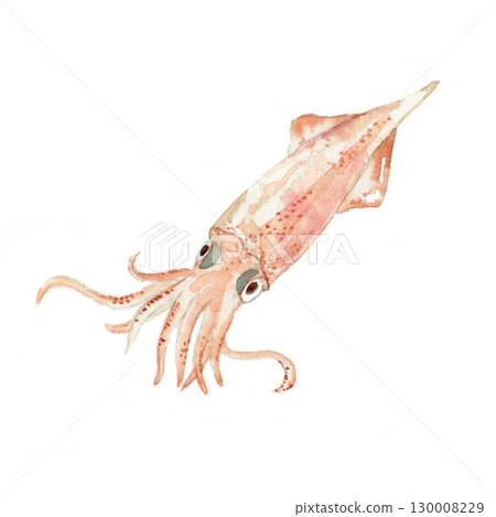魷魚水彩插圖 130008229