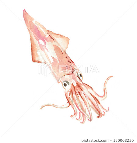 Squid watercolor illustration 130008230