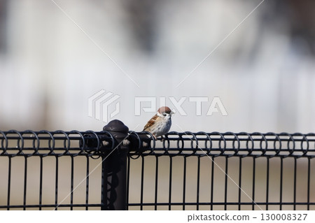 麻雀棲息在柵欄上 麻雀棲息在柵欄上 130008327