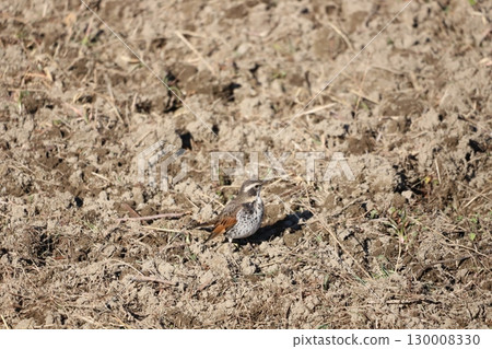A thrush searching for food in a field 130008330