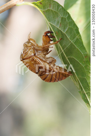 Cicada shell Cicada shell 130008430