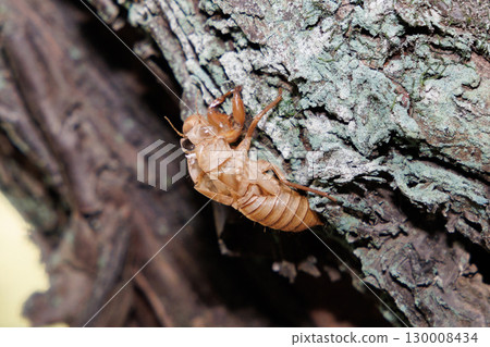 Cicada shell 130008434