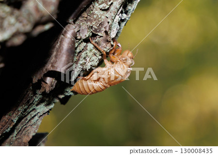 Cicada shell 130008435