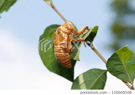 Cicada shell 130008506