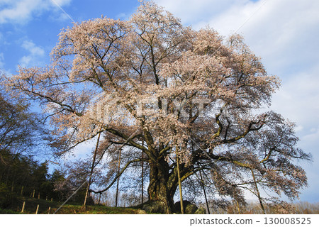 福島縣古殿野町越台的櫻花 130008525