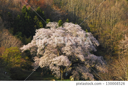 福島縣古殿野町越台的櫻花 130008526