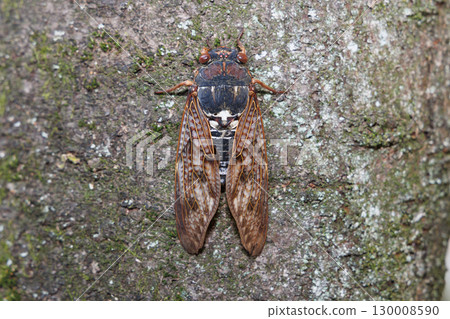 Abra Zemi stopping in a tree 130008590