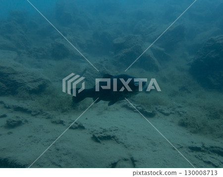 A fish resembling a crucian carp with eye disease found in Lake Motosu 130008713