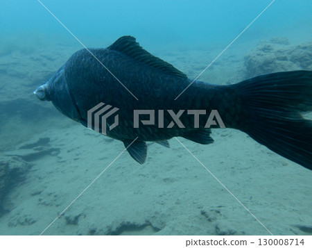 本棲湖發現一種類似患有眼部疾病的鯽魚的魚 130008714