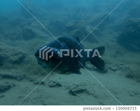 A fish resembling a crucian carp with eye disease found in Lake Motosu A fish resembling a crucian carp with eye disease found in Lake Motosu 130008715
