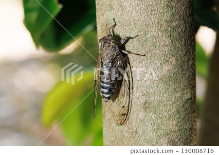 Tsukutsukuboushi perching on a tree Tsukutsukuboushi perching on a tree 130008716