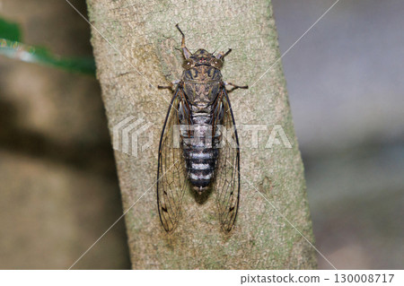 Tsukutsukuboushi 棲息在樹上 Tsukutsukuboushi 棲息在樹上 130008717