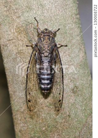 Tsukutsukuboushi perching on a tree 130008722