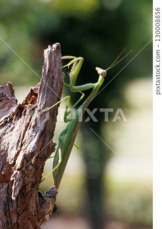 Giant praying mantis perched on a tree 130008856
