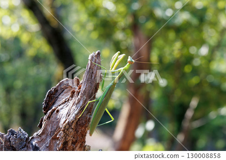 棲息在樹上的巨型螳螂 130008858