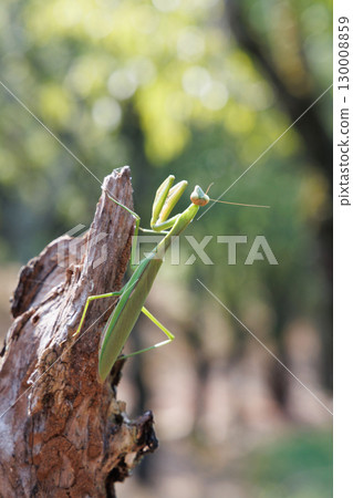 Giant praying mantis perched on a tree Giant praying mantis perched on a tree 130008859