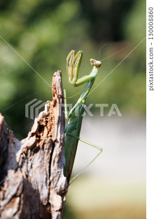 Giant praying mantis perched on a tree Giant praying mantis perched on a tree 130008860