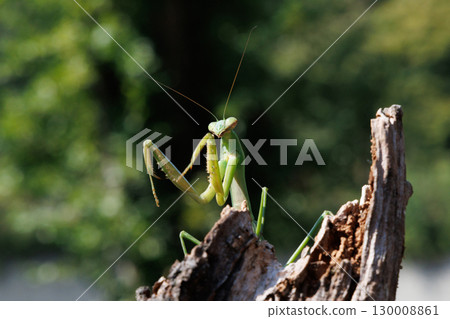 Giant praying mantis perched on a tree 130008861