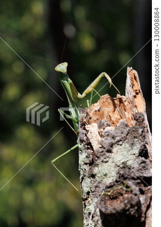 Giant praying mantis perched on a tree 130008864