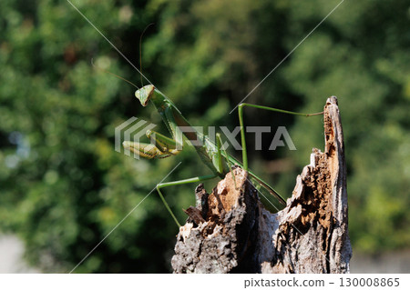 Giant praying mantis perched on a tree 130008865