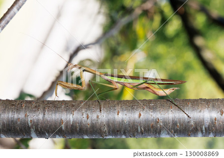 Giant praying mantis perched on a tree Giant praying mantis perched on a tree 130008869