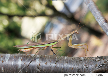 Giant praying mantis perched on a tree 130008870
