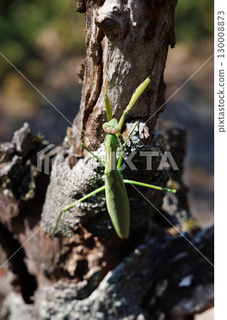 Giant praying mantis perched on a tree 130008873