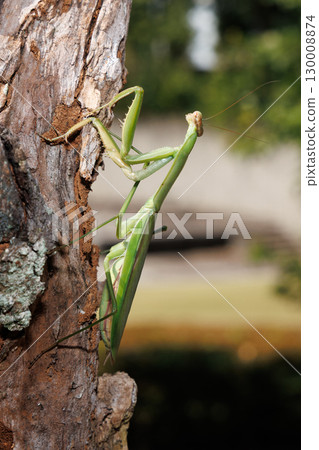 Giant praying mantis perched on a tree 130008874