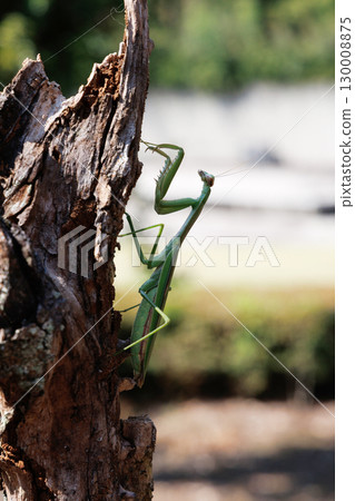 棲息在樹上的巨型螳螂 棲息在樹上的巨型螳螂 130008875