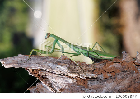 Giant praying mantis perched on a tree 130008877