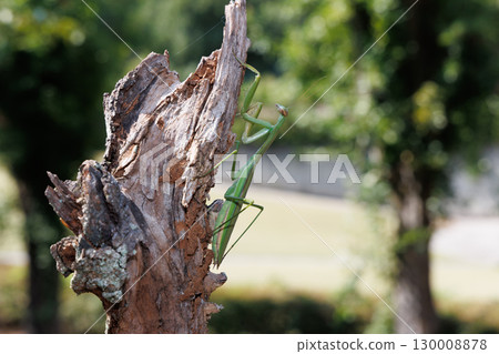 Giant praying mantis perched on a tree 130008878