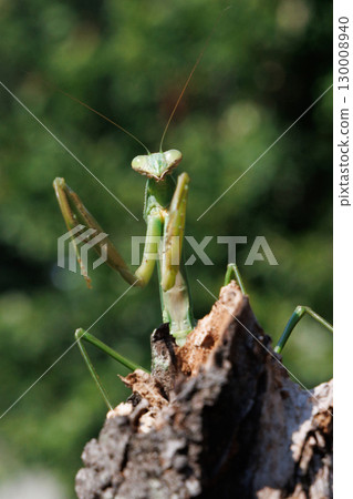 Giant praying mantis perched on a tree 130008940
