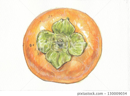 Watercolor drawing of Fuyu persimmon with stem viewed from above 130009034