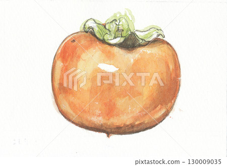 富有柿子水彩畫，從側面看其莖 130009035