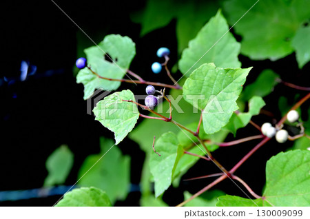 Wild grapes are characterized by their colorful fruit 130009099