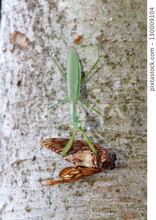 A giant praying mantis preying on a brown cicada A giant praying mantis preying on a brown cicada 130009104