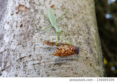A giant praying mantis preying on a brown cicada A giant praying mantis preying on a brown cicada 130009109