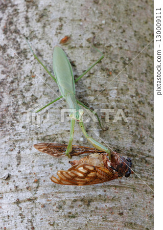 A giant praying mantis preying on a brown cicada 130009111