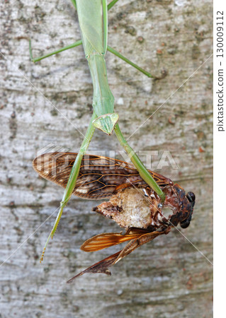 A giant praying mantis preying on a brown cicada 130009112