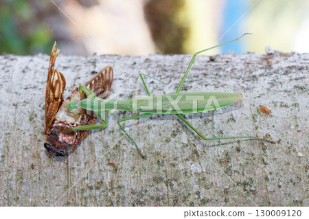 A giant praying mantis preying on a brown cicada 130009120
