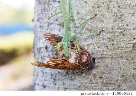 A giant praying mantis preying on a brown cicada 130009121