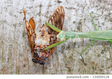 A giant praying mantis preying on a brown cicada 130009126