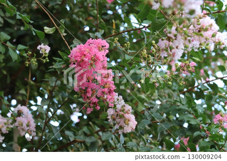 Pink and pale pink crape myrtle flowers blooming in a summer garden Pink and pale pink crape myrtle flowers blooming in a summer garden 130009204