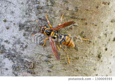 Asianigakubi 130009393