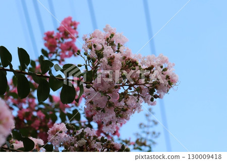 夏日花園裡盛開的粉色紫薇花 夏日花園裡盛開的粉色紫薇花 130009418