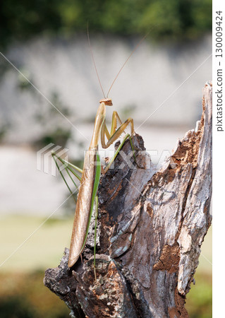 Giant praying mantis perched on a tree 130009424