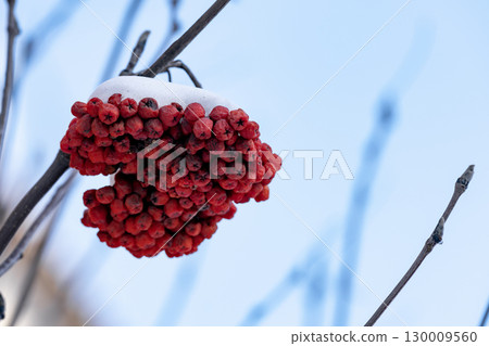 A bunch of red berries on a branch under snow. 130009560