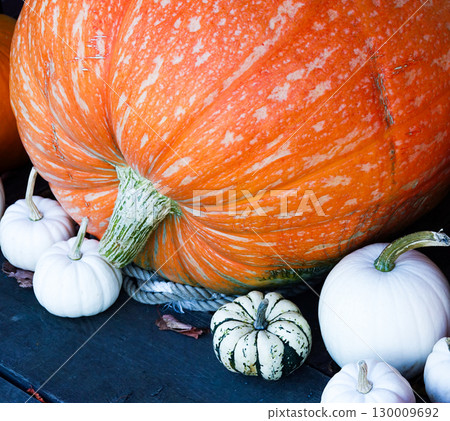 A landscape with pumpkins for Halloween in the depths of autumn 130009692