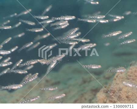 Juvenile gobies from Lake Motosu 130009711